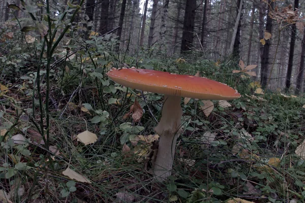 Fly  amanita — Stock Photo, Image