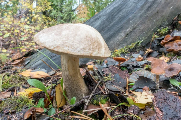 Mushroom in fall — Stock Photo, Image