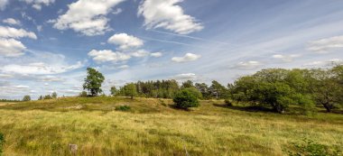 Bazı ağaçları ile açık peyzaj