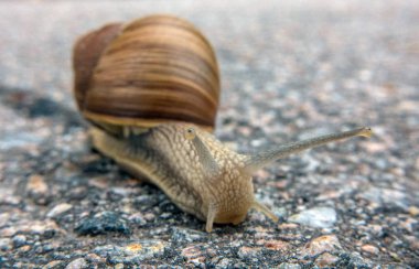 Asfalt üzerinde bordo salyangoz