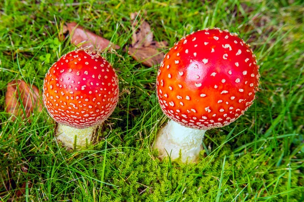 Fly agaric  mushroom on a lawn — Stock Photo, Image