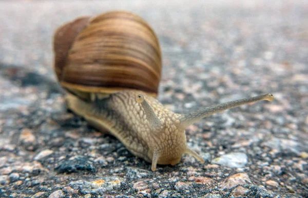 Asfalt üzerinde bordo salyangoz