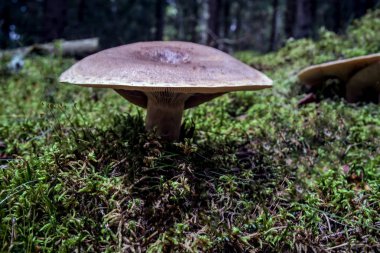 Sonbahar ormanda mantar