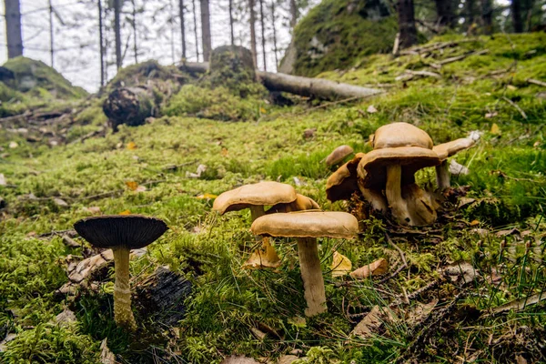 Mushroom in the  fall forest — Stock Photo, Image