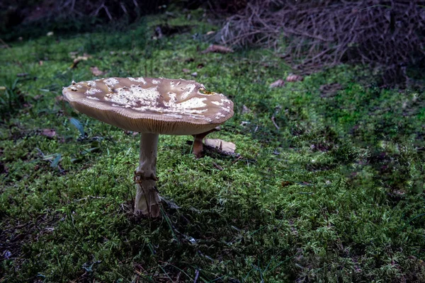 Az őszi erdőben gomba — Stock Fotó