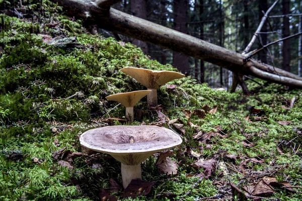 Mushroom in the  fall forest — Stock Photo, Image