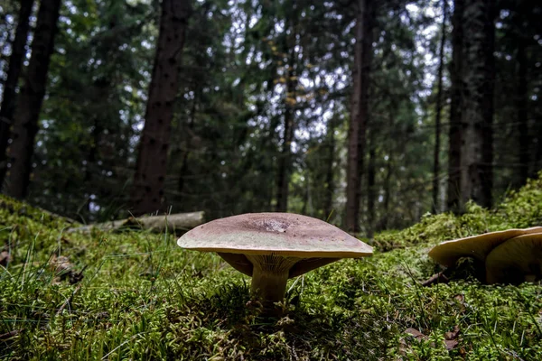 Mushroom in the  fall forest — Stock Photo, Image