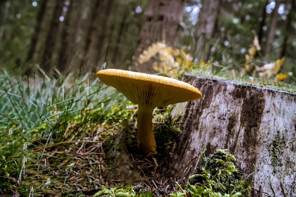 Mushroom in the  fall forest — Stock Photo, Image