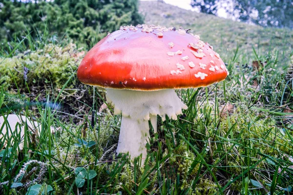 비행 거리 agaric 빨간색과 흰색 땡 땡이 — 스톡 사진