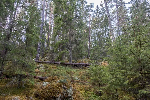 Norra Kvill 国家公园在深秋 — 图库照片