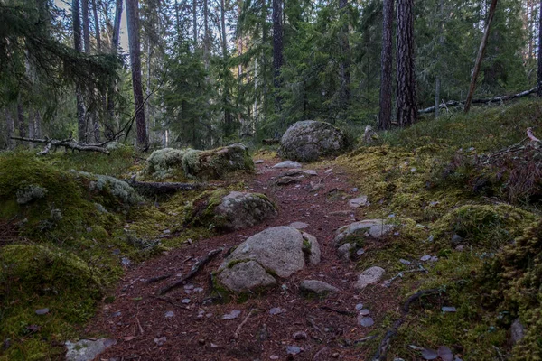 Parque Nacional Norra Kvill Finales Otoño — Foto de Stock