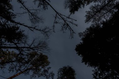 Norra Kvill Milli Parkı geç düşmek