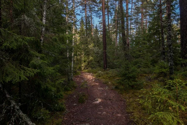 Parque Nacional Norra Kvill Finales Otoño — Foto de Stock