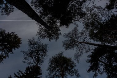 Norra Kvill Milli Parkı