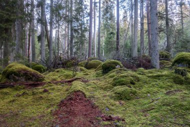 Norra Kvill Milli Parkı