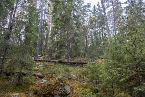 Parque Nacional Norra Kvill Finales Otoño —  Fotos de Stock