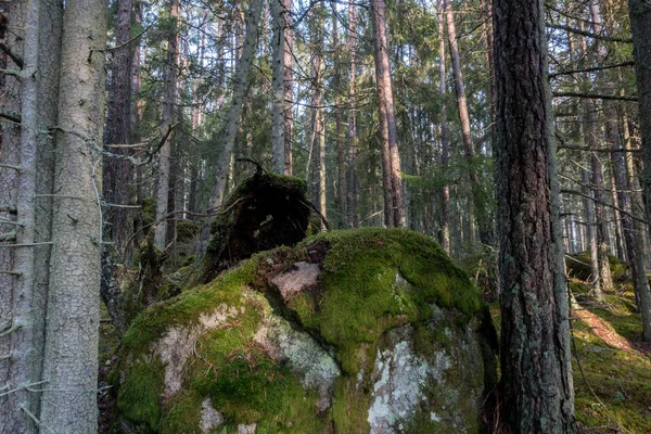 Norra kvill parque nacional — Fotografia de Stock