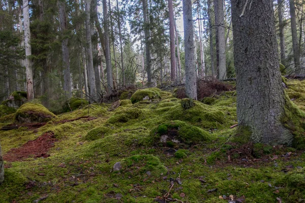 Parque Nacional Norra Kvill —  Fotos de Stock