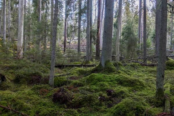 Park Narodowy Norra Kvill — Zdjęcie stockowe