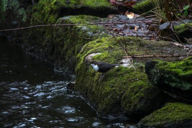 Beyaz boğazlı Kepçe