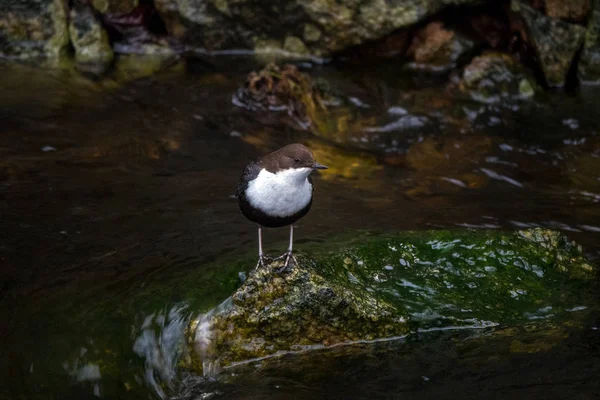 Waterspreeuw — Stockfoto