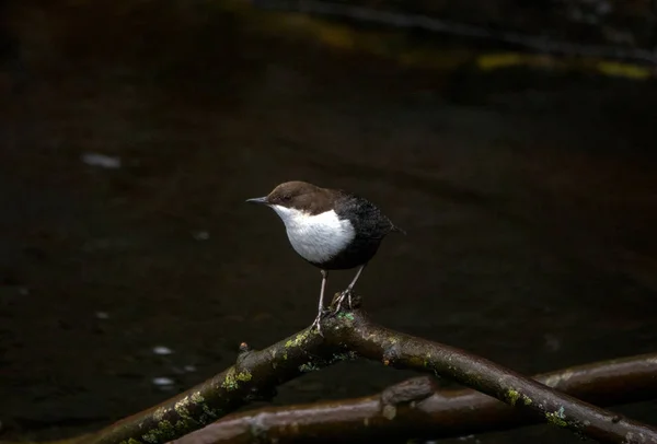 Mergulhador de garganta branca — Fotografia de Stock