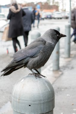 Jackdow tarafından Jonkoping A6 alışveriş merkezinde yemek için arıyor