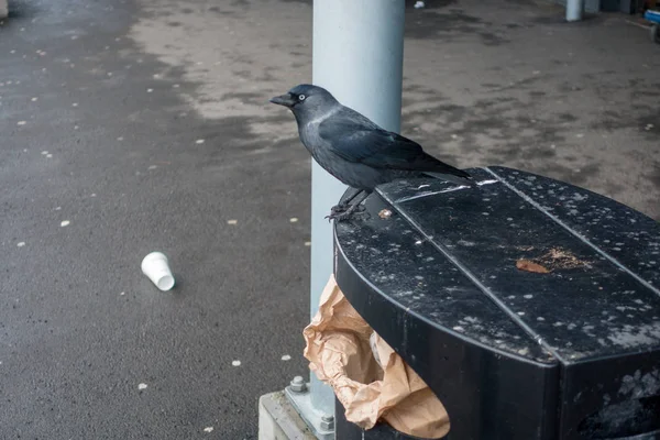 Jackdow tarafından Jonkoping A6 alışveriş merkezinde yemek için arıyor