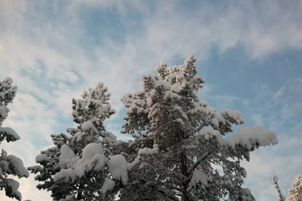 Invierno Frío Bosque Siempreverde Extremo Norte Suecia — Foto de Stock