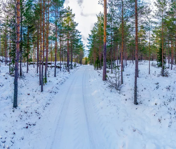 Bosque Paisaje Congelado Invierno Con Suelo Cubierto Nieve — Foto de Stock