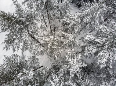 Ormanın içinde kışın Evergreen