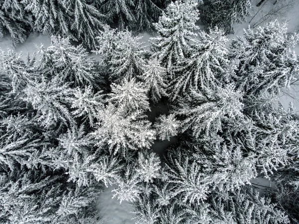 Neve Floresta Após Queda Neve — Fotografia de Stock