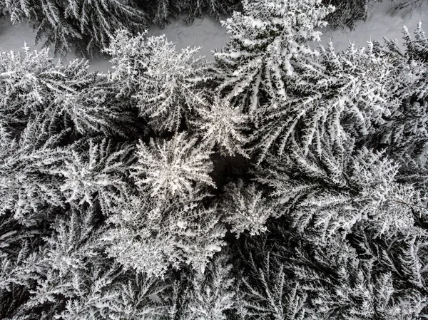 温纳的冰冻森林 — 图库照片