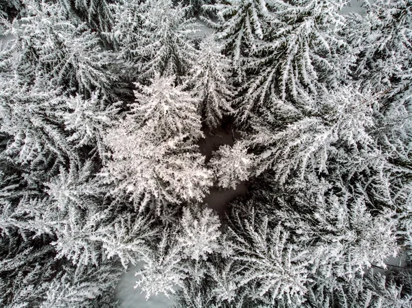 Cobertor Branco Sobre Paisagem Neve Polvilhada Sobre Árvores — Fotografia de Stock