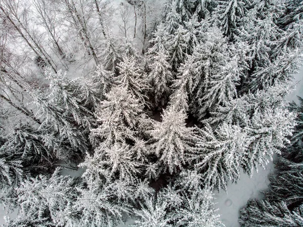 Cobertor Branco Sobre Paisagem Neve Polvilhada Sobre Árvores — Fotografia de Stock