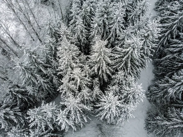 Immergrüner Wald Winter Mit Schnee Bedeckt — Stockfoto