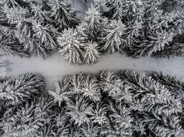冬季森林鸟瞰图 — 图库照片