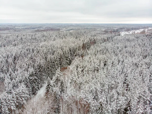 Jehličnaté Stromy Jsou Krásné Když Pod Sněhem — Stock fotografie