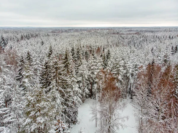 Les Arbres Sempervirents Sont Beaux Lorsqu Ils Sont Couverts Neige — Photo