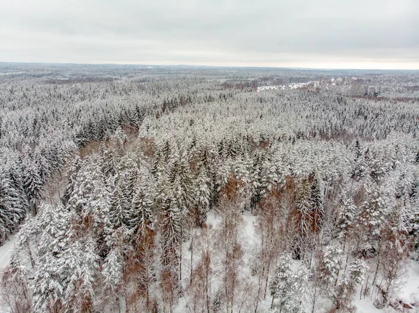 Les Arbres Sempervirents Sont Beaux Lorsqu Ils Sont Couverts Neige — Photo