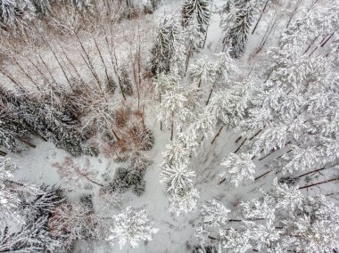 Yaprak dökmeyen ağaçlar karla kaplı zaman güzel