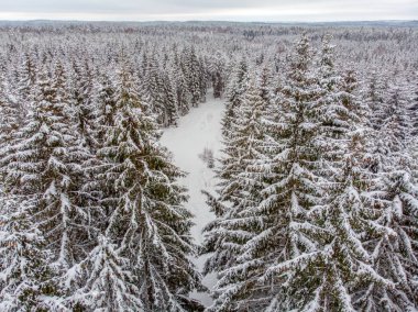 Yaprak dökmeyen ağaçlar karla kaplı zaman güzel