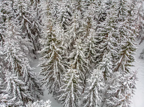 Los Árboles Siempreverdes Son Hermosos Cuando Están Cubiertos Nieve — Foto de Stock