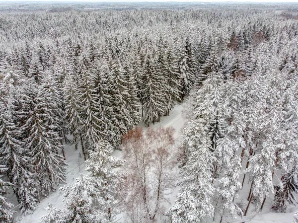 Die Immergrünen Bäume Sind Schön Wenn Sie Mit Schnee Bedeckt — Stockfoto