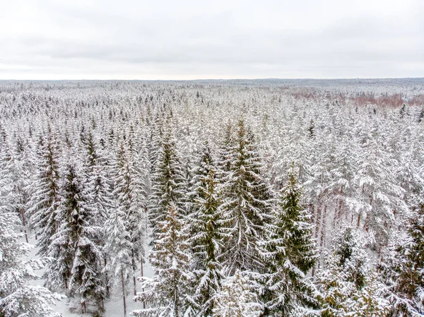 Groenblijvende Bomen Zijn Mooi Wanneer Bedekt Met Sneeuw — Stockfoto