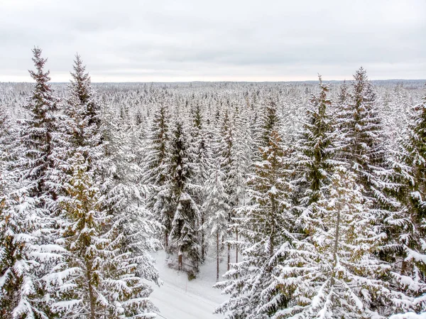 Les Arbres Sempervirents Sont Beaux Lorsqu Ils Sont Couverts Neige — Photo