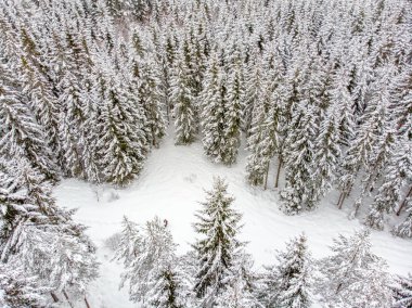 Yaprak dökmeyen ağaçlar karla kaplı zaman güzel