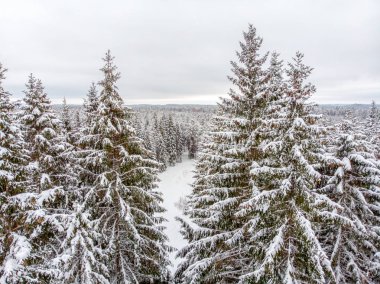 Yaprak dökmeyen ağaçlar karla kaplı zaman güzel