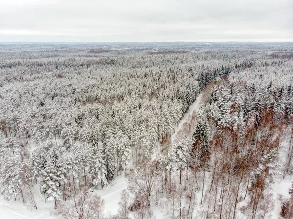 Jehličnaté Stromy Jsou Krásné Když Pod Sněhem — Stock fotografie