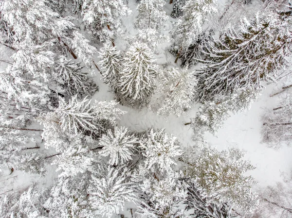雪覆盖的常青树是美丽的 — 图库照片